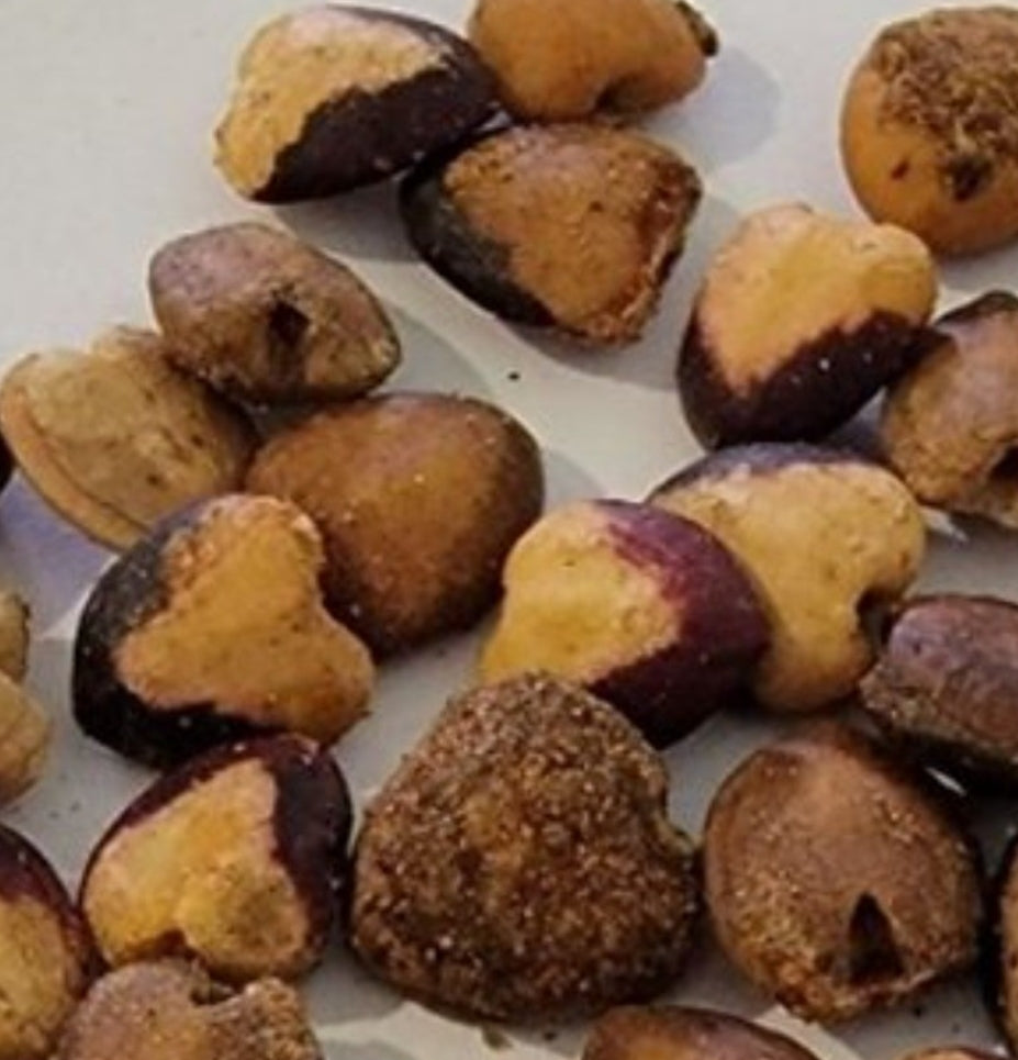 Commiphora holtziana 6 Pieces Seeds