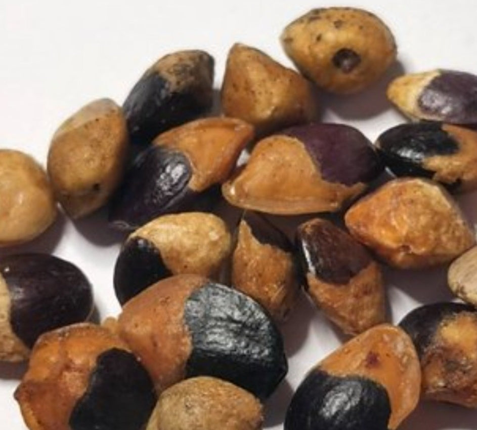 Commiphora brevicalyx 5 Pieces Seeds