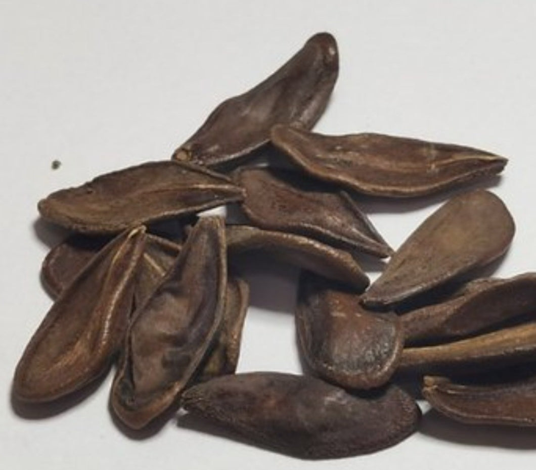 Pachypodium sofiense 7 Pieces Seeds