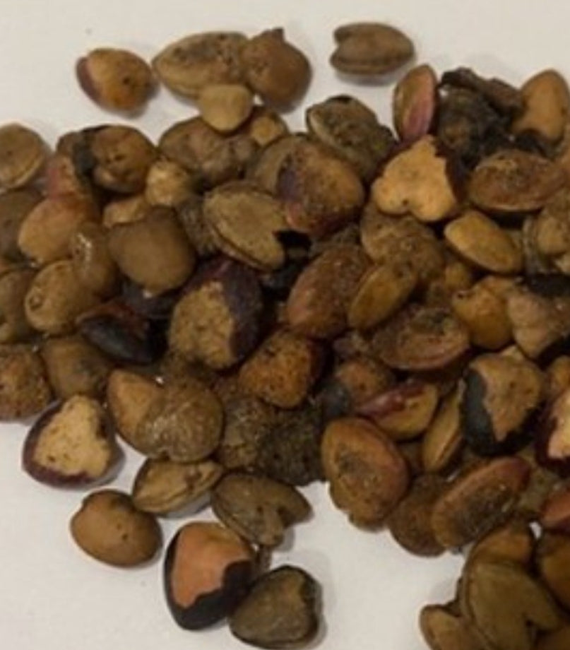 Commiphora holtziana blue and white myrrh 5 Pieces Seeds