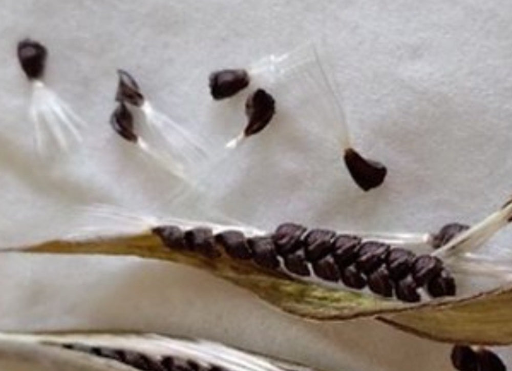 Pseudolithos sphaericus 5 Pieces Seeds