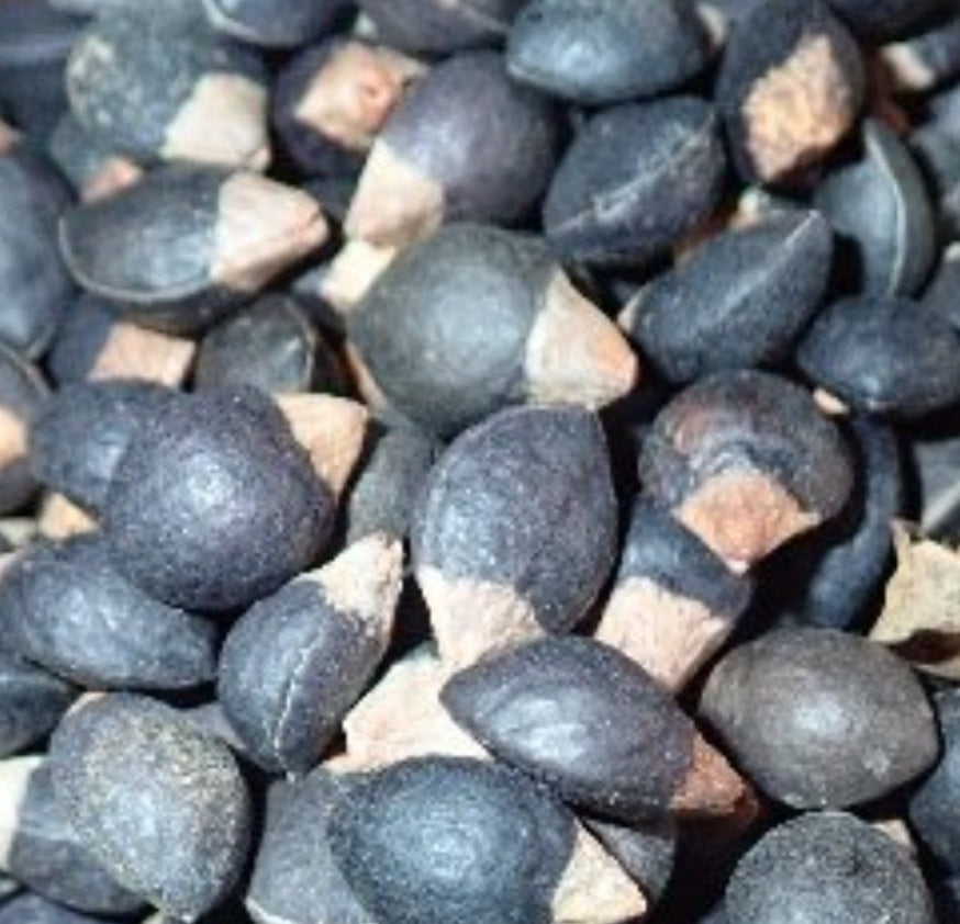 Commiphora sp. Tulear 5 Pieces Seeds