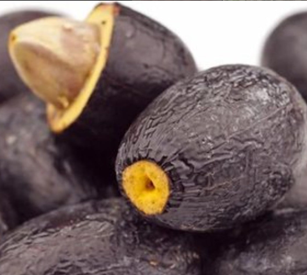 Canarium schweinfurthi 5 Pieces Seeds