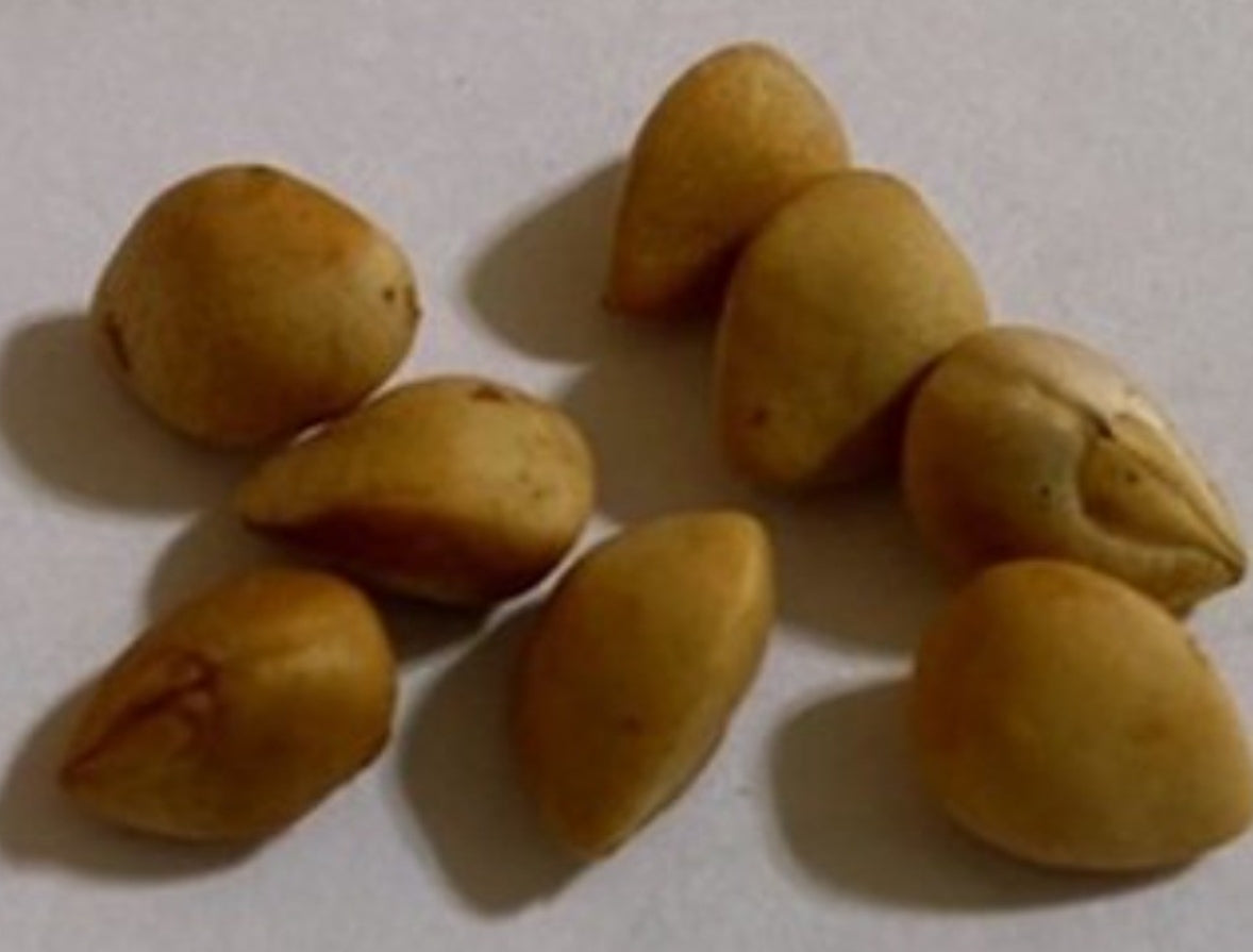 Bursera simaruba 5 Pieces Seeds