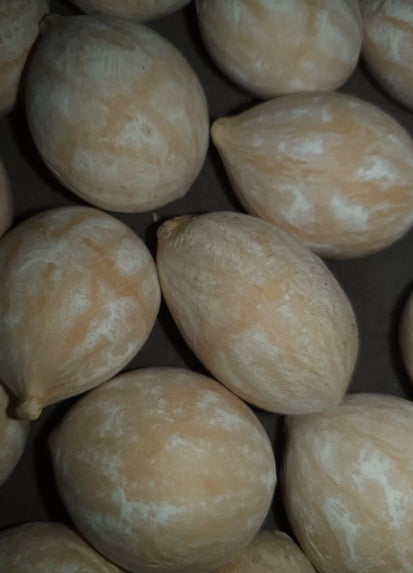 Cycas cupida 3 Pieces Seeds