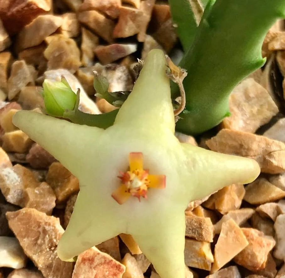 Stapelia divaricata 5 Pieces Seeds