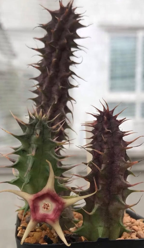 Huernia verekeri 5 Pieces Seeds