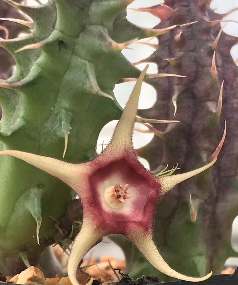 Huernia verekeri 5 Pieces Seeds