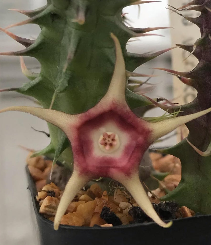 Huernia verekeri 5 Pieces Seeds