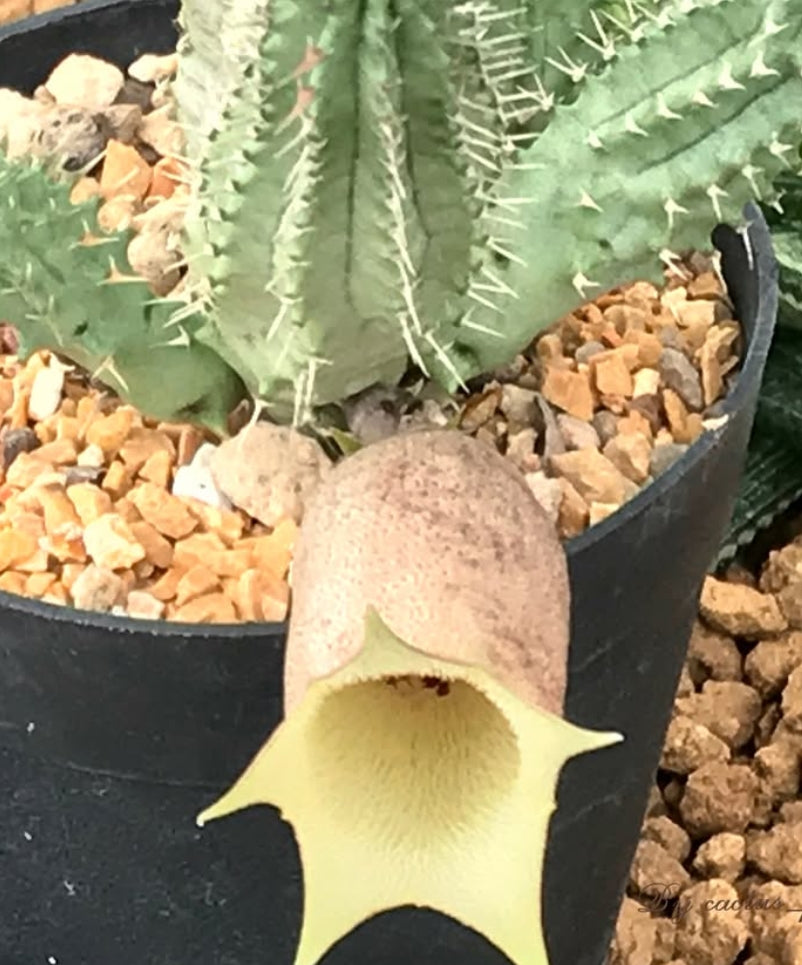Tavaresia angolensis 6 Pieces Seeds