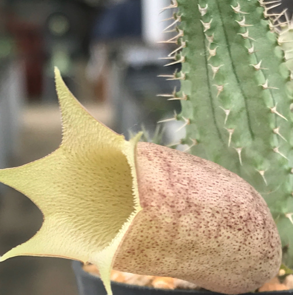 Tavaresia angolensis 6 Pieces Seeds