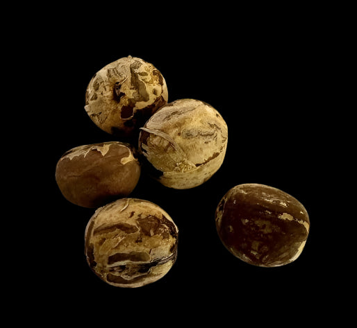 Jatropha multifida 4 Pieces Seeds