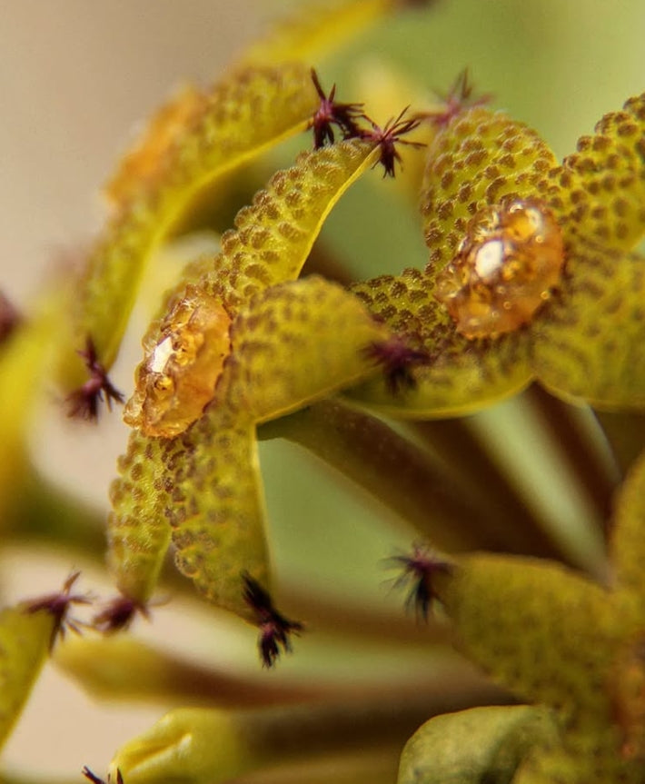 Caralluma penicillata 6 Pieces Seeds