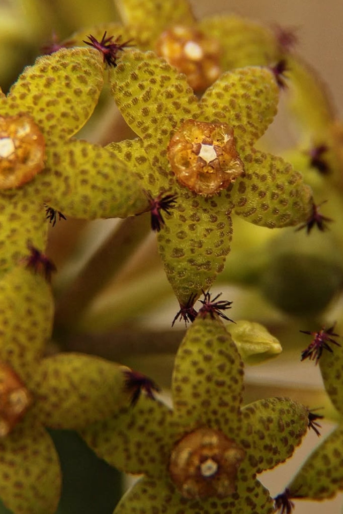 Caralluma penicillata 6 Pieces Seeds