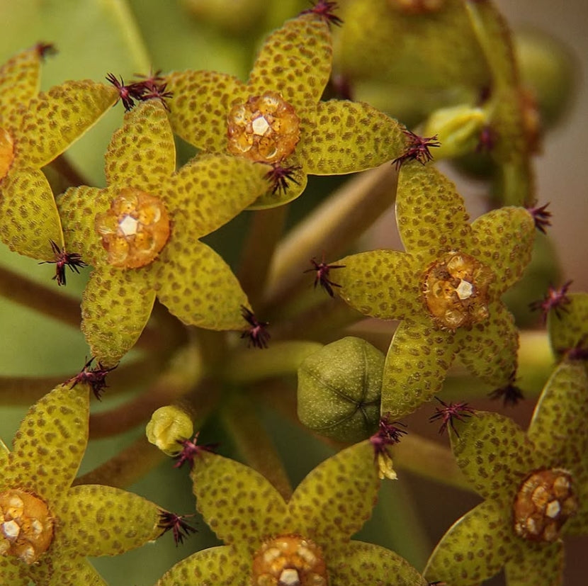 Caralluma penicillata 6 Pieces Seeds