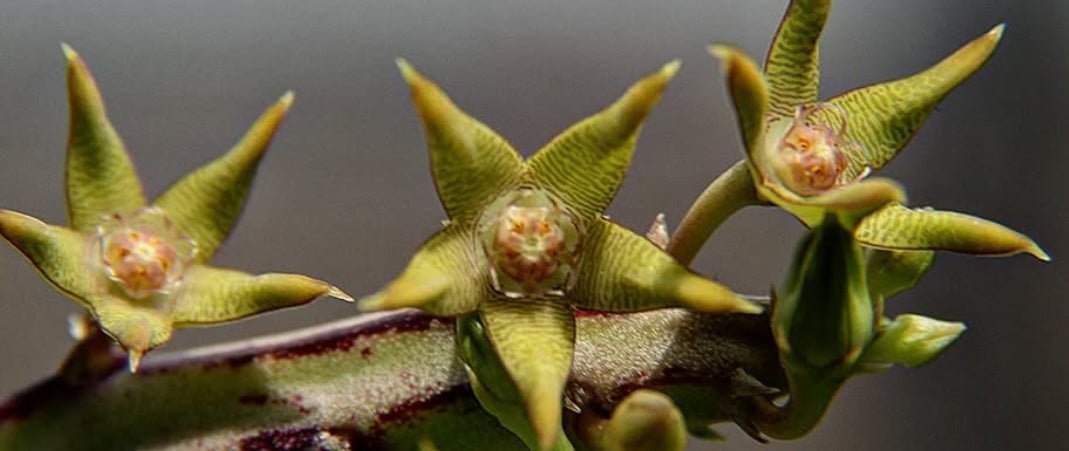 Caralluma sarkaria 5 Pieces Seeds