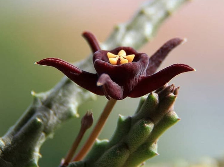 Duvalia immaculata 5 Pieces Seeds