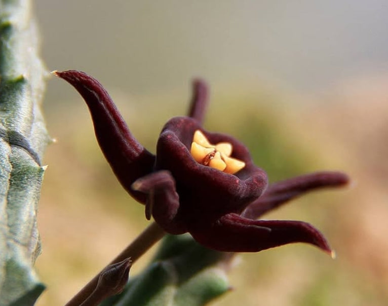 Duvalia immaculata 5 Pieces Seeds
