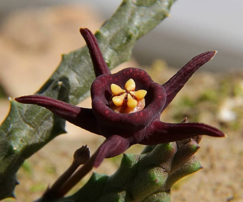Duvalia immaculata 5 Pieces Seeds