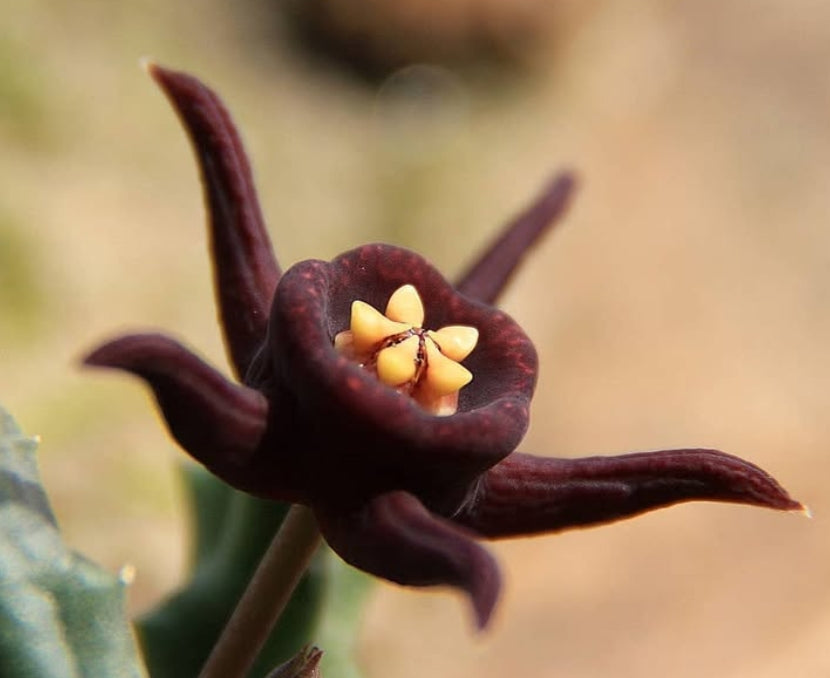 Duvalia immaculata 5 Pieces Seeds
