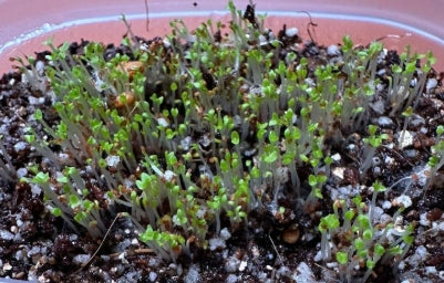 Delosperma napiforme 10 Pieces Seeds