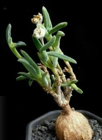 Delosperma napiforme 10 Pieces Seeds