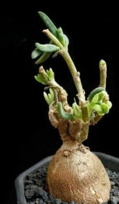 Delosperma napiforme 10 Pieces Seeds