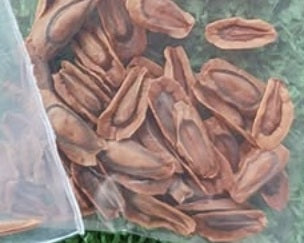 Larryleachia Perlata 10 Pieces Seeds