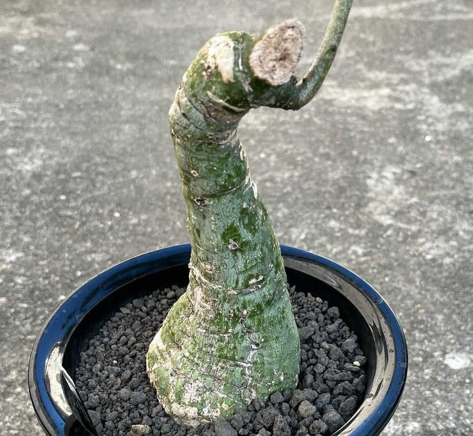 Adenia Crystal Green 5 Pieces Seeds