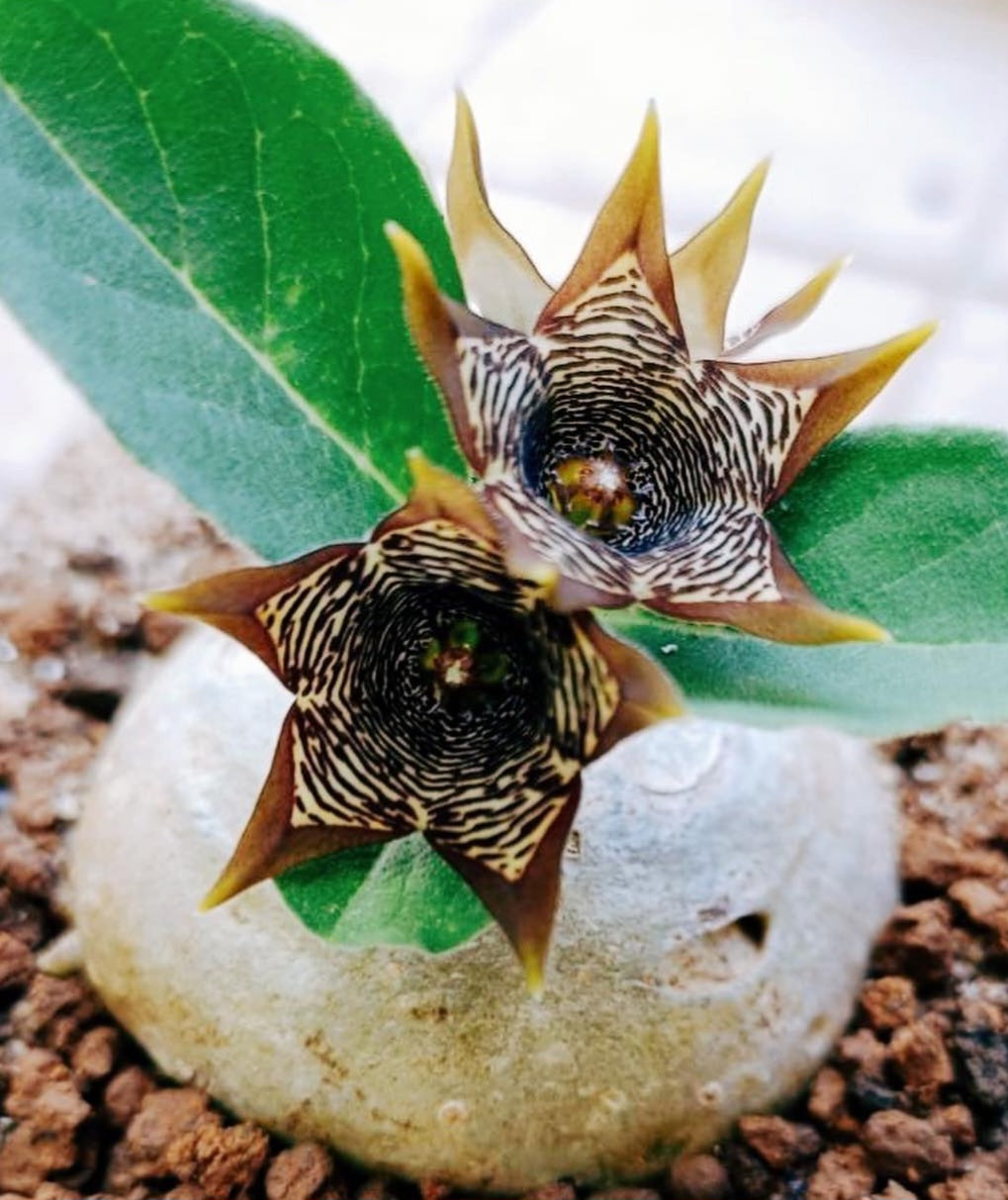 Brachystelma buchananii 6 Pieces Seeds