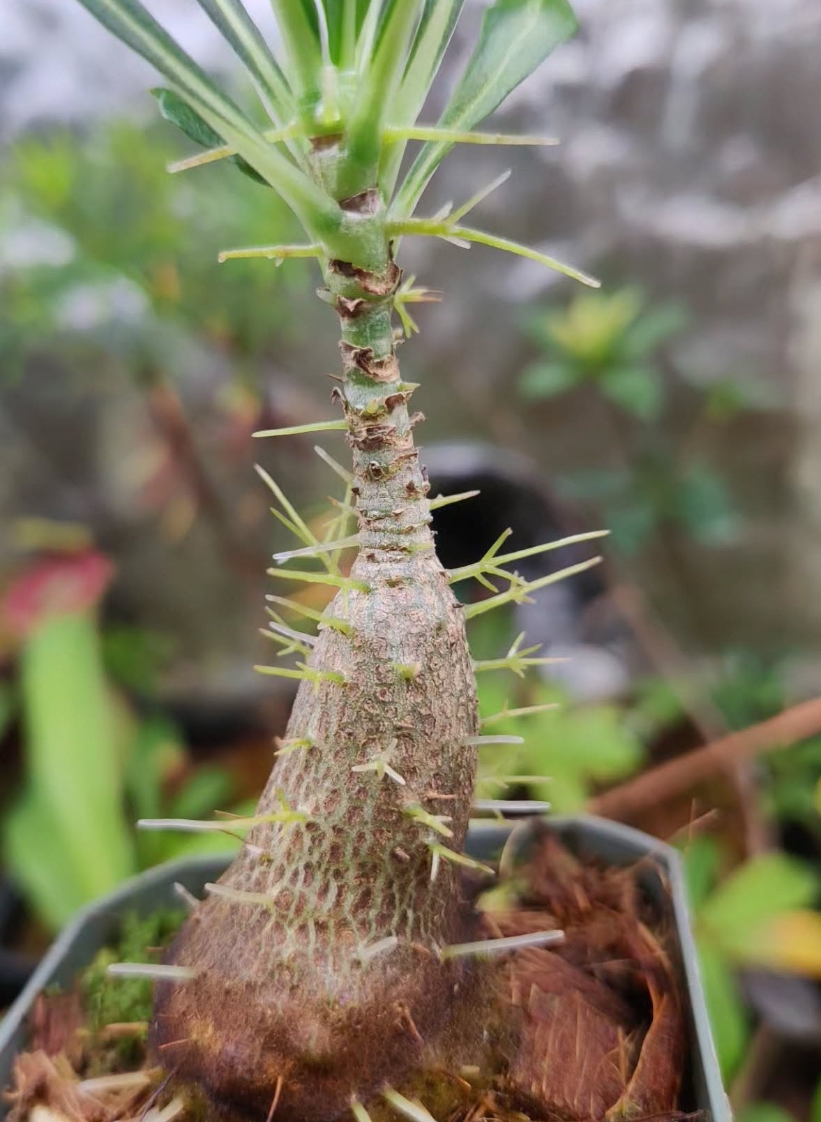 Anthorrhiza chrysacantha 6 Pieces Seeds