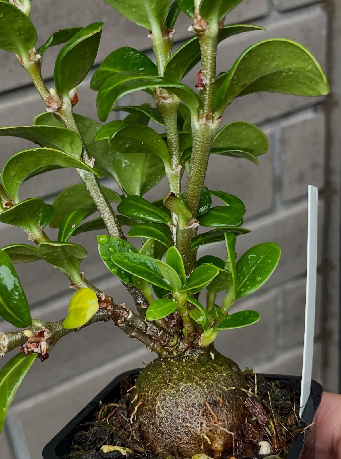 exotic indoor plant seeds Hydnophytum hailans 5 Pieces Seeds – exotic-gardenkingdom.com
