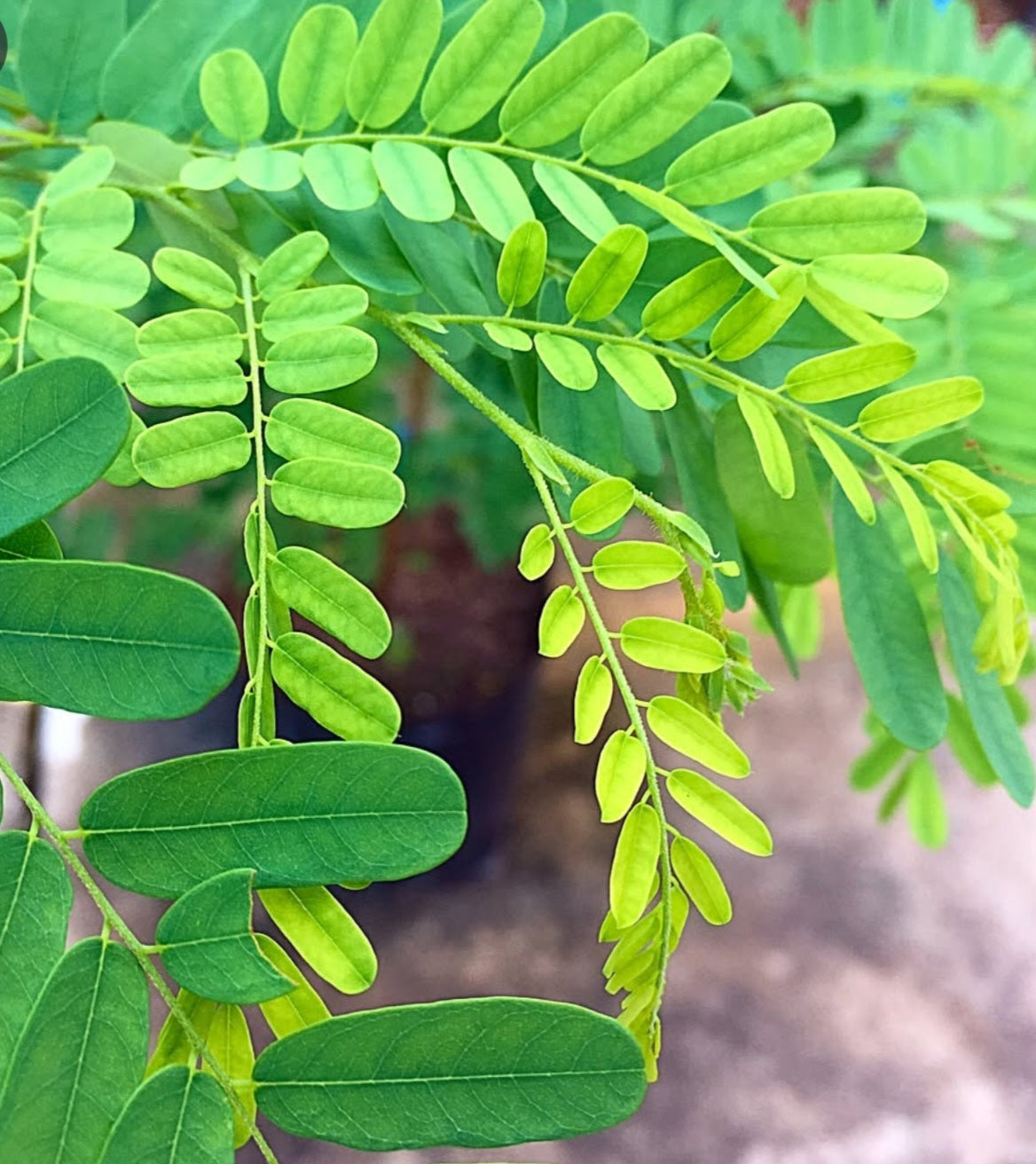 Dalbergia nigra ( Brazilian Rosewood ) 6 Pieces seeds