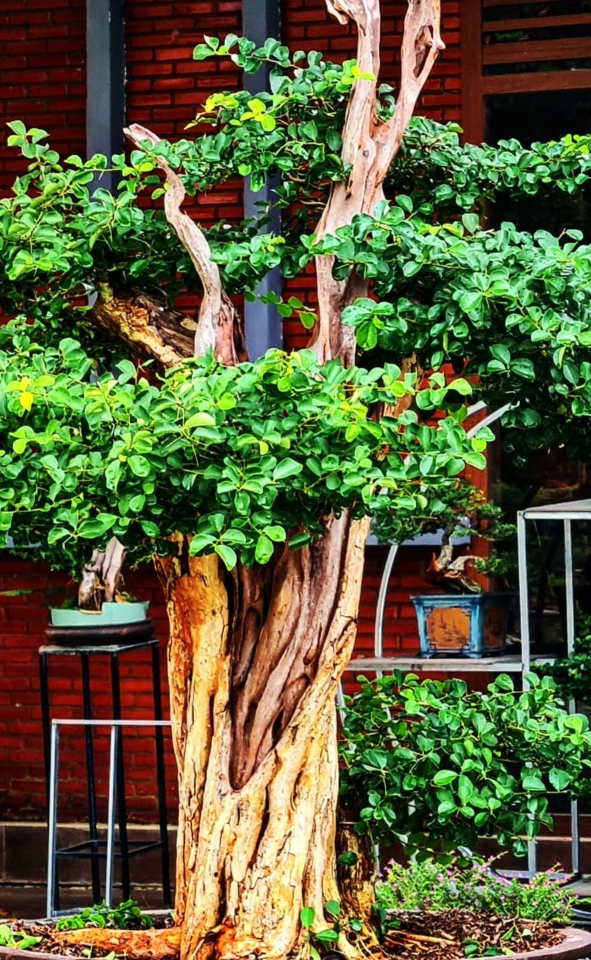 Dalbergia cochinchinensis ( Siamese rosewood ) 5 Pieces seeds