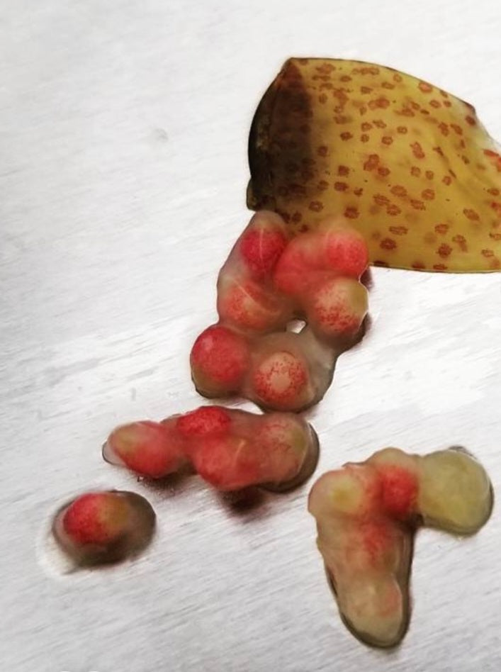 Gethyllis namaquensis 10 Pieces Seeds
