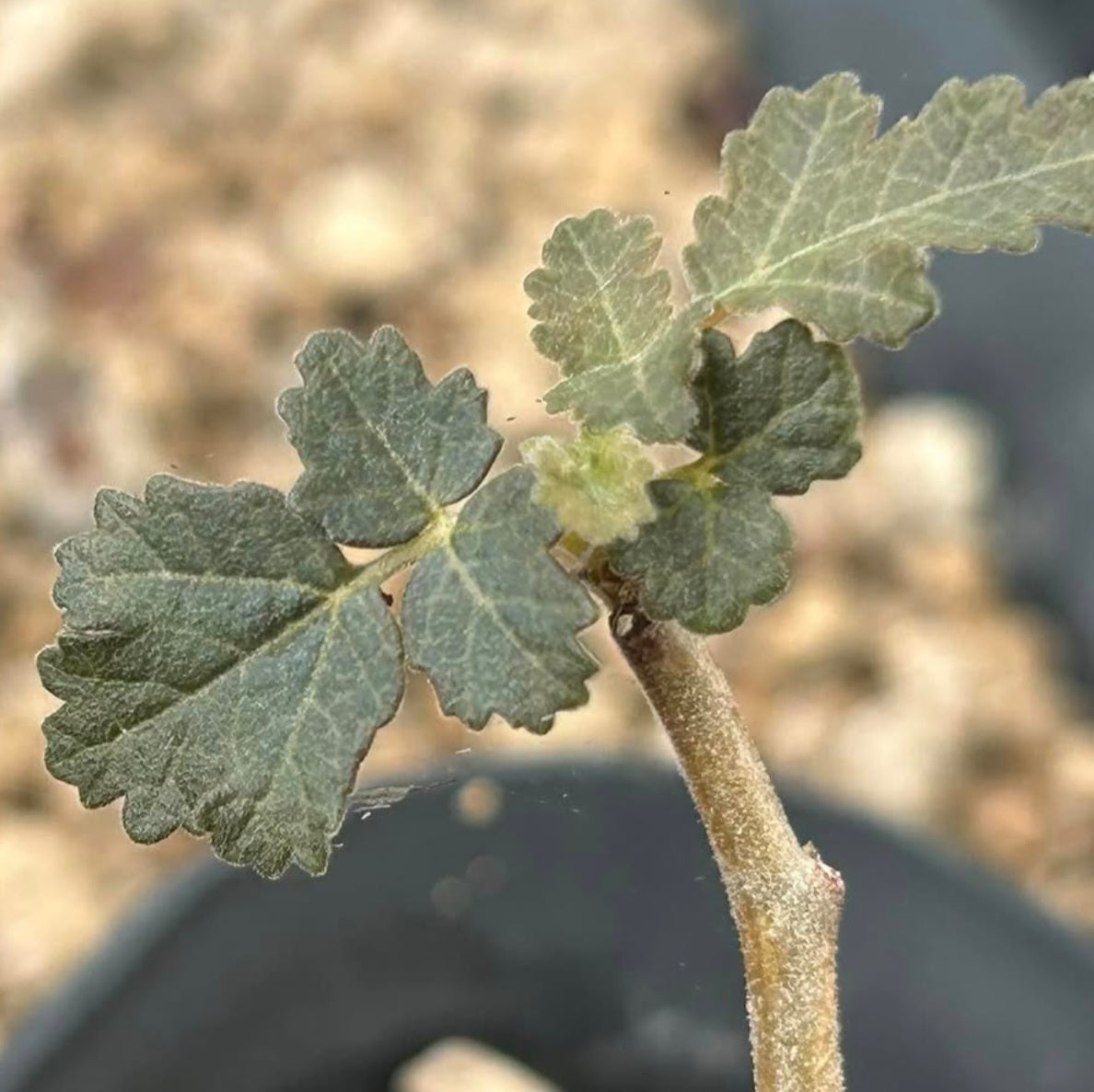Boswellia scopulorum – PLANT