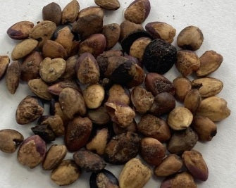 Commiphora Incisa 4 Pieces Seeds
