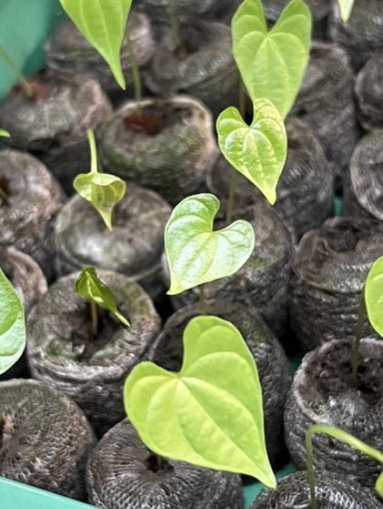 Dioscorea macrostachya 3 Pieces Seeds