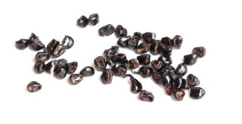 Astrophytum asterias sp. Kikko 10 Pieces Seeds