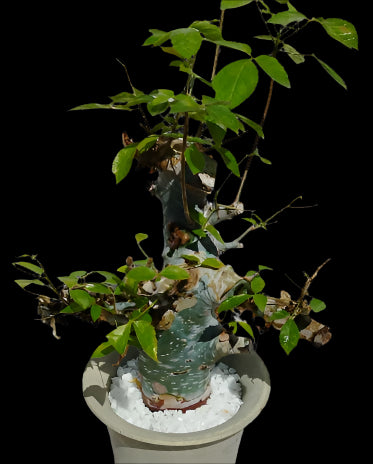 Commiphora Eminii 5 Pieces Seeds