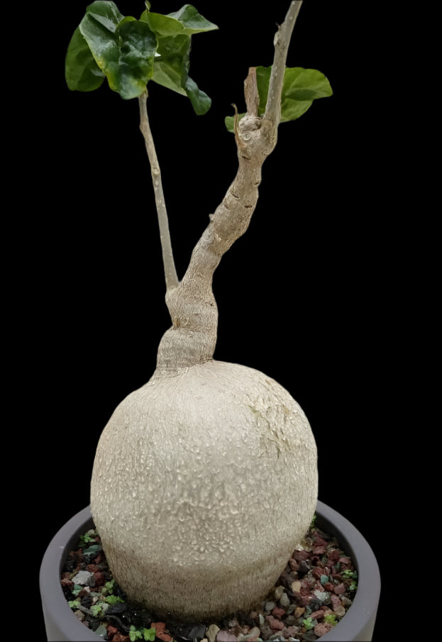 Pyrenacantha Kaurabassana 4 Pieces Seeds