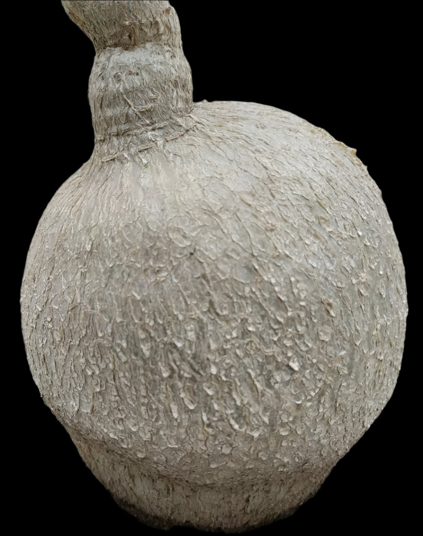 Pyrenacantha Kaurabassana 4 Pieces Seeds