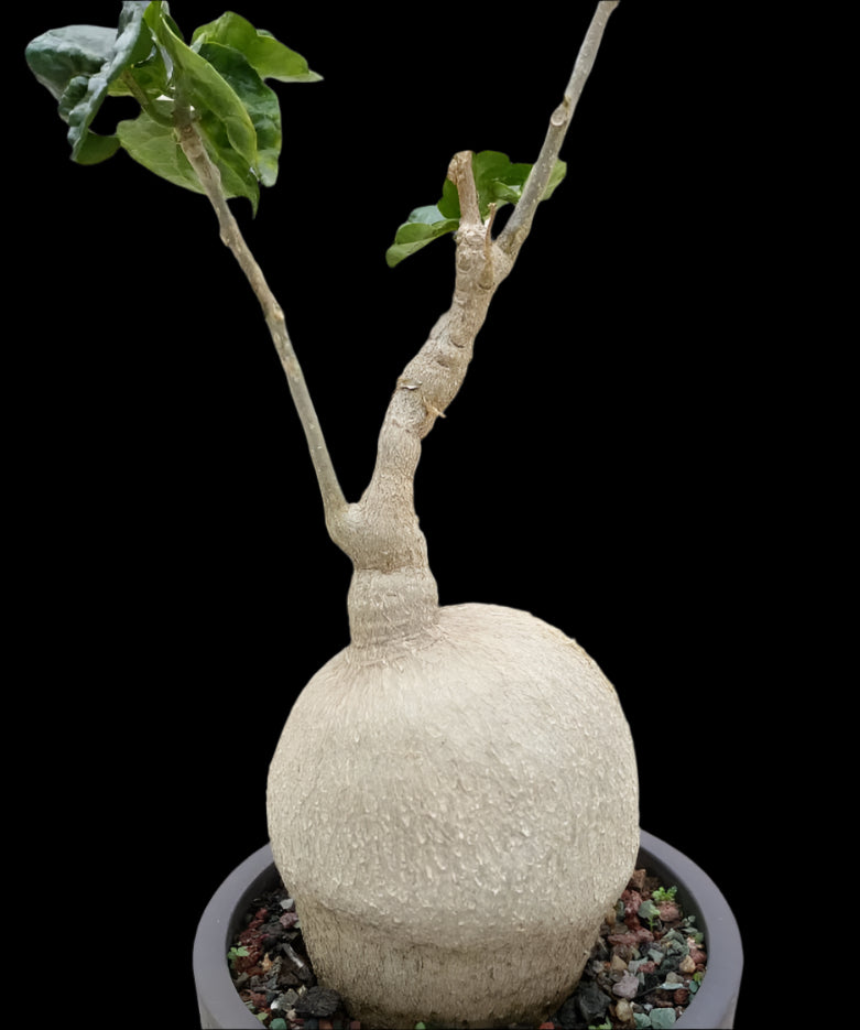 Pyrenacantha Kaurabassana 4 Pieces Seeds