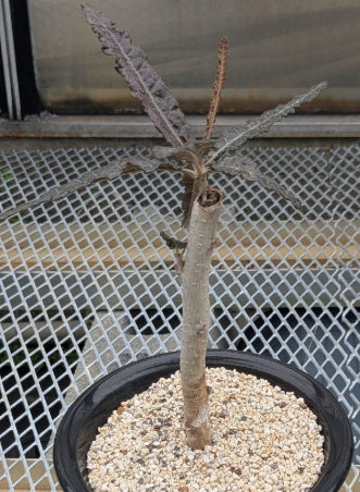 Boswellia elongata PLANT