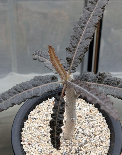 Boswellia elongata PLANT