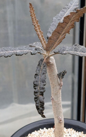 Boswellia elongata PLANT