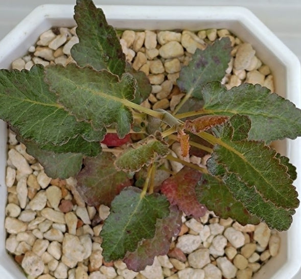 Boswellia popoviana – Red flower PLANT