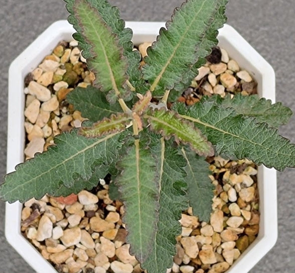 Boswellia popoviana –Yellow flower PLANT