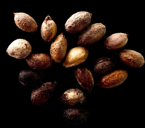 Cyphostemma Junceum 5 Pieces Seeds