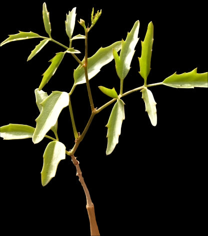 Cyphostemma Lanigerum 3 Pieces Seeds